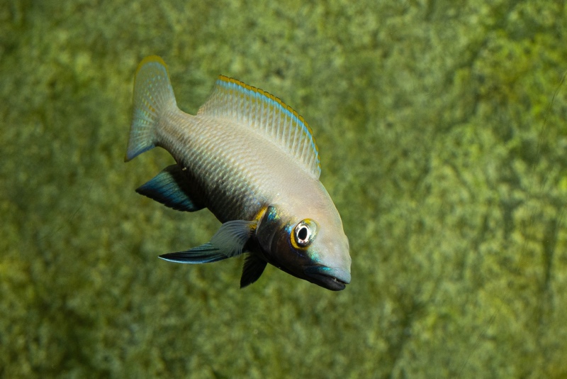 Neolamprologus nigriventris 'Kiku'